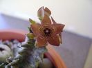 Caralluma europaea