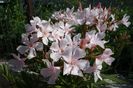 oleander (12)