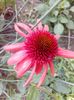 Echinacea rosie Eccentric