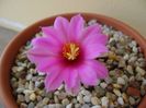 Mammillaria schumannii v. globosa (Bartschella schumannii)