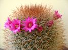 Mammillaria spinosissima