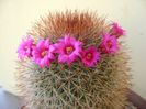 Mammillaria spinosissima