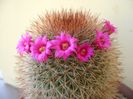Mammillaria spinosissima