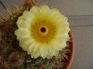 Notocactus bommeljei (Parodia tabularis v. bommeljei)