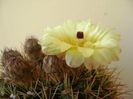 Notocactus bommeljei (Parodia tabularis v. bommeljei)