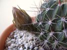 Lobivia jajoiana cv. anemone
