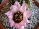 Lobivia jajoiana cv. anemone
