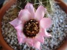 Lobivia jajoiana cv. anemone