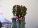 Aztekium valdezii Linares, Nuevo León, Mx.