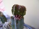 Aztekium valdezii Linares, Nuevo León, Mx.