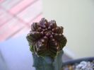 Aztekium valdezii Linares, Nuevo León, Mx.