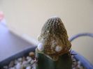 Blossfeldia liliputana