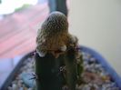 Blossfeldia liliputana