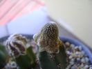Blossfeldia liliputana