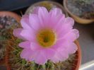 Acanthocalycium spiniflorum f. violaceum
