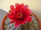 Gymnocalycium baldianum