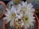 Gymnocalycium mihanovichii
