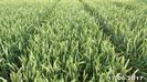 tratament samanta, vegetaie 3 aplicari