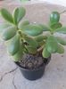 Crassula ovata