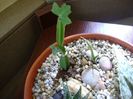 Cissus quadrangularis