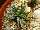 Aloe cv. Pepe