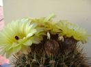 Notocactus bommeljei (Parodia tabularis v. bommeljei)