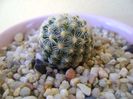 Pediocactus knowltonii