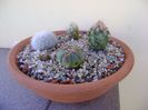 Grup de 4 cactusi