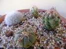 Grup de 4 cactusi