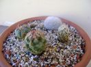 Grup de 4 cactusi