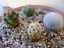 Grup de 4 cactusi