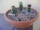 Grup de 3 cactusi altoiti