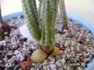 Wilcoxia schmollii