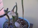 Wilcoxia leucantha albiflora