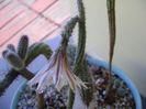 Wilcoxia leucantha albiflora