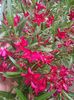 Petitte Red