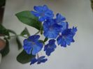 Ceratostigma plumbaginoides