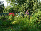 Monarda Red si Rachitan