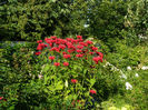 Monarda Red