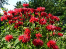 Monarda Red_multumesc Hilde !