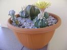 Grup de 5 Astrophytum