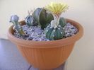 Grup de 5 Astrophytum