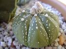 Astrophytum asterias hb.