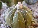 Astrophytum asterias hb.