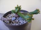 Euphorbia tubiglans, flori