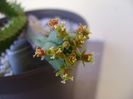 Euphorbia tubiglans