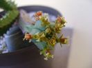 Euphorbia tubiglans