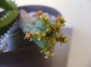 Euphorbia tubiglans