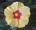 Boreas Yellow