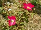 Rose of Picardy